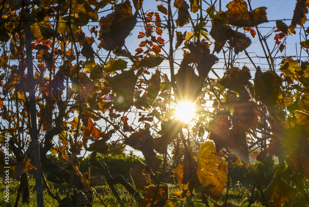 Weingarten im Herbst, Forchtenstein, Rosalia, Bucklige Welt, Bur