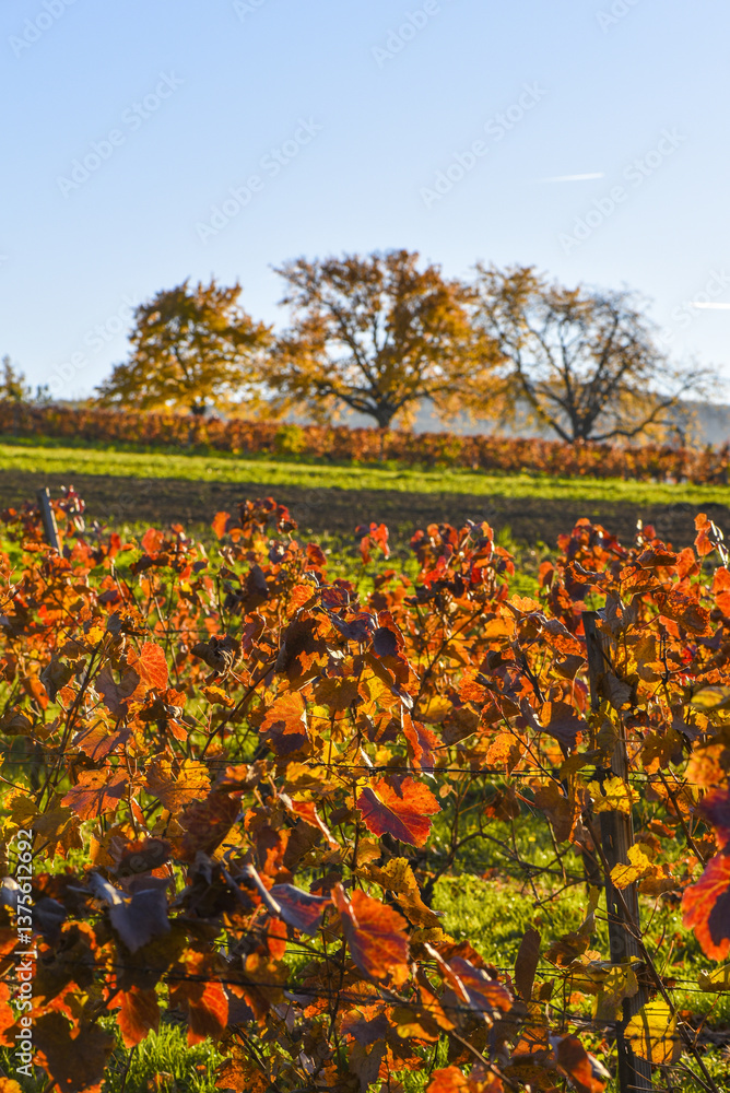 Kirschbaum im Herbst, Forchtenstein, Rosalia, Bucklige Welt, Bur