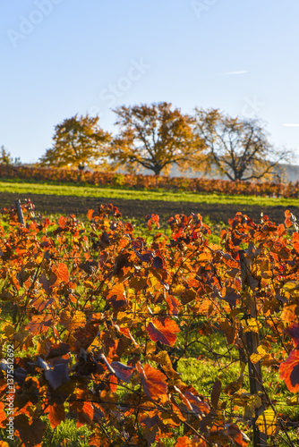 Kirschbaum im Herbst, Forchtenstein, Rosalia, Bucklige Welt, Bur