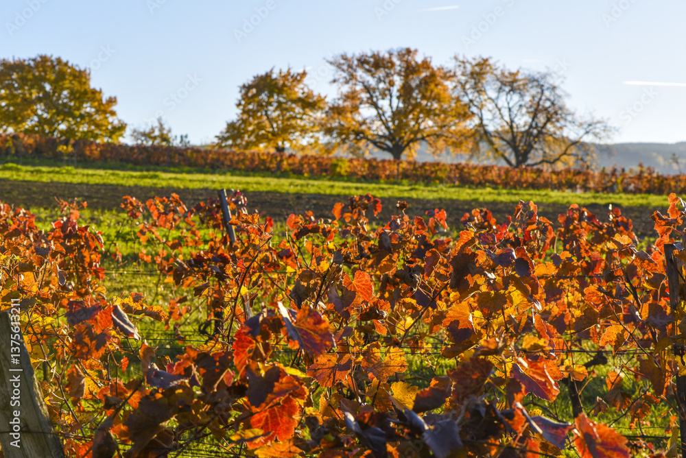 Kirschbaum im Herbst, Forchtenstein, Rosalia, Bucklige Welt, Bur