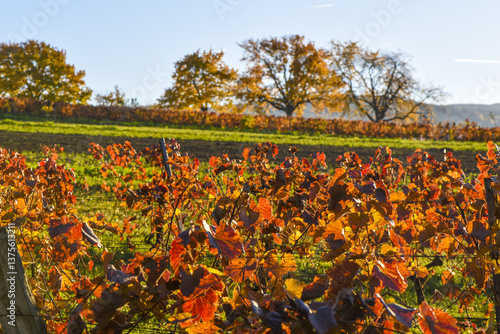 Kirschbaum im Herbst, Forchtenstein, Rosalia, Bucklige Welt, Bur