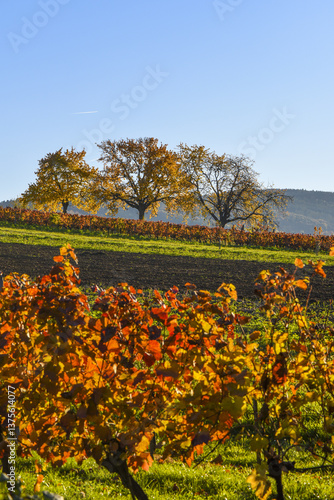 Obraz na płótnie Kirschbaum im Herbst, Forchtenstein, Rosalia, Bucklige Welt, Bur w salonie