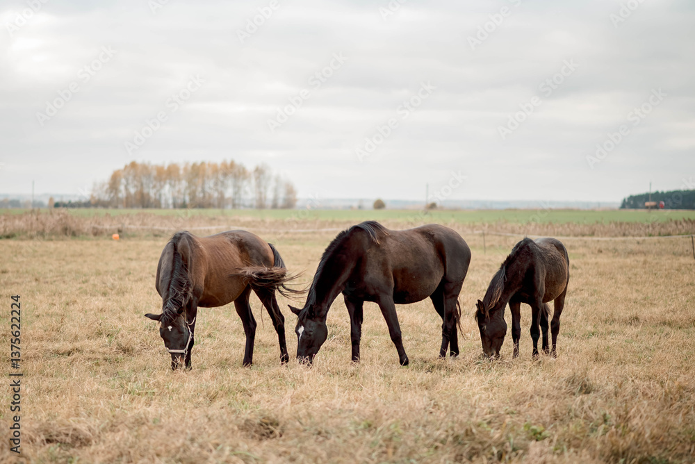 Fototapeta premium Harmony between horses and nature unfolds in the open fields The harmony of their movements, grazing peacefully under the sky illustrates the deep connection between wildlife and untouched landscape