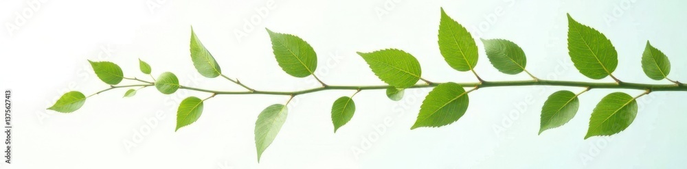 Leafy branches with green stems isolated on white background, leaves, branches, minimalist Leafy branches with green stems isolated on white background, leaves, branches, minimalist