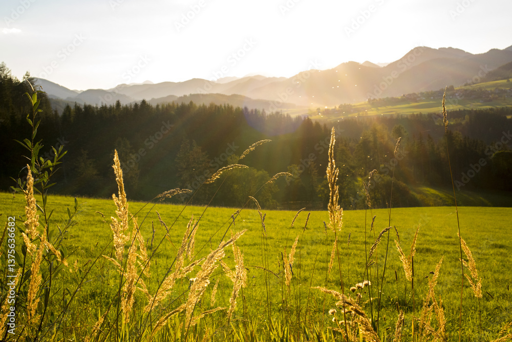 Grüne Wiese, Steiermark, Österreich, 2015, Thal