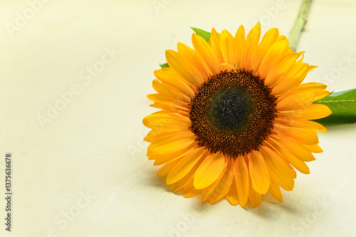 Beautiful sunflower on ligh...