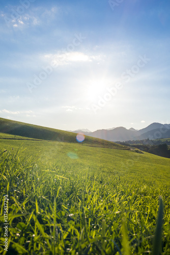 Obraz na płótnie Grüne Wiese, Steiermark, Österreich, 2015, Thal w salonie