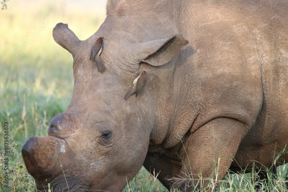 Fototapeta premium rhino with birds sitting on it
