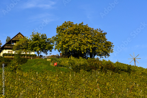 Obraz na płótnie Weingut Stöckl Peter, Schilcher Weinstrasse, Deutschlandsberg, w salonie