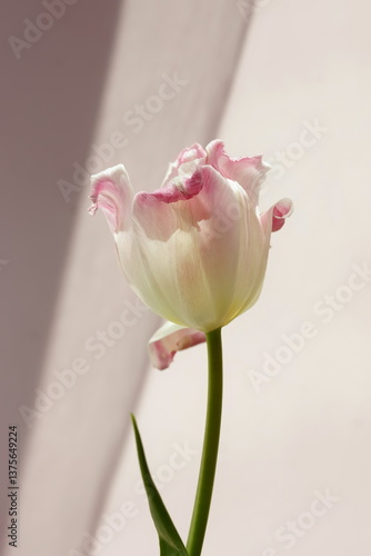 Pink tulip flower close up on beige pink background . Minimalism. Floral card. Botanical fine art poster.