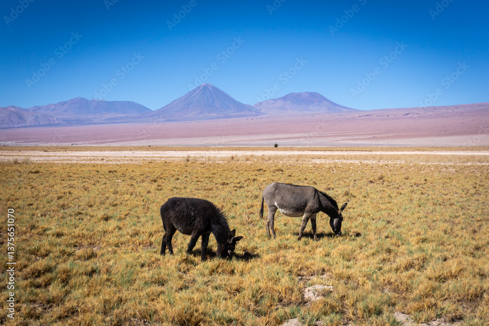 Fototapeta premium Donkeys Grazing in the Atacama Desert with the Majestic Licancabur Volcano in the Background a Breathtaking Scene in Northern Chile