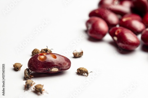 Detailed view of bean weevils on kidney beans, highlighting infestation and damage on a white background.