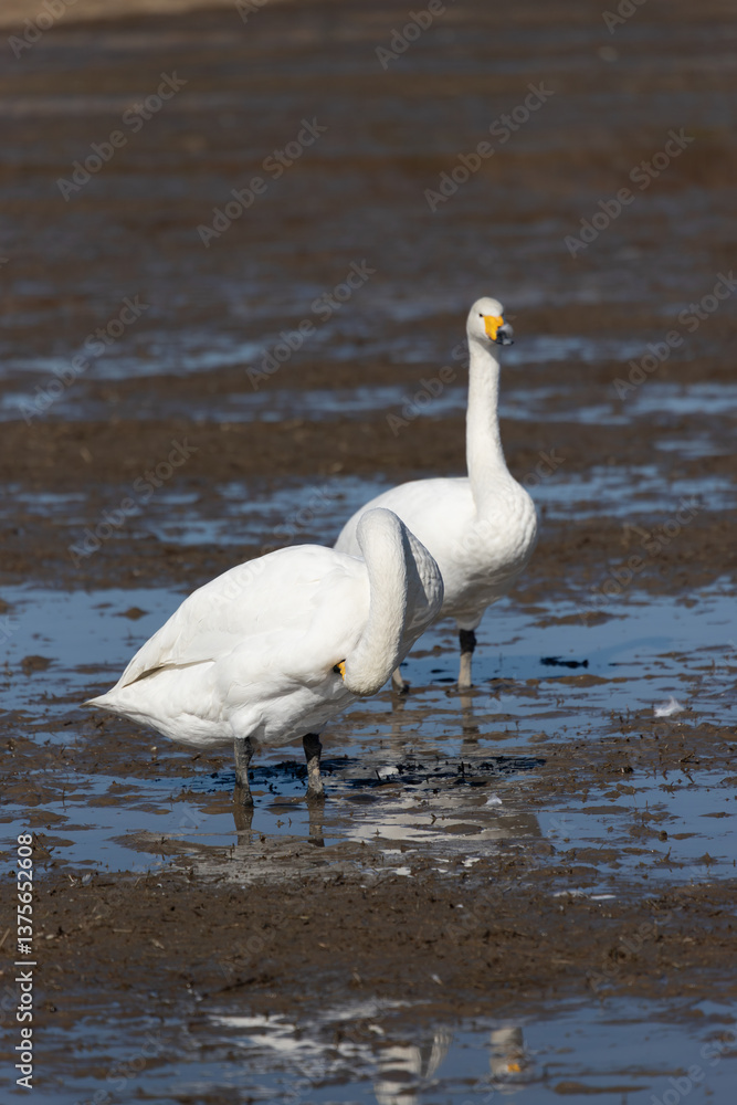 Obraz premium Swans and rice fields, Japan