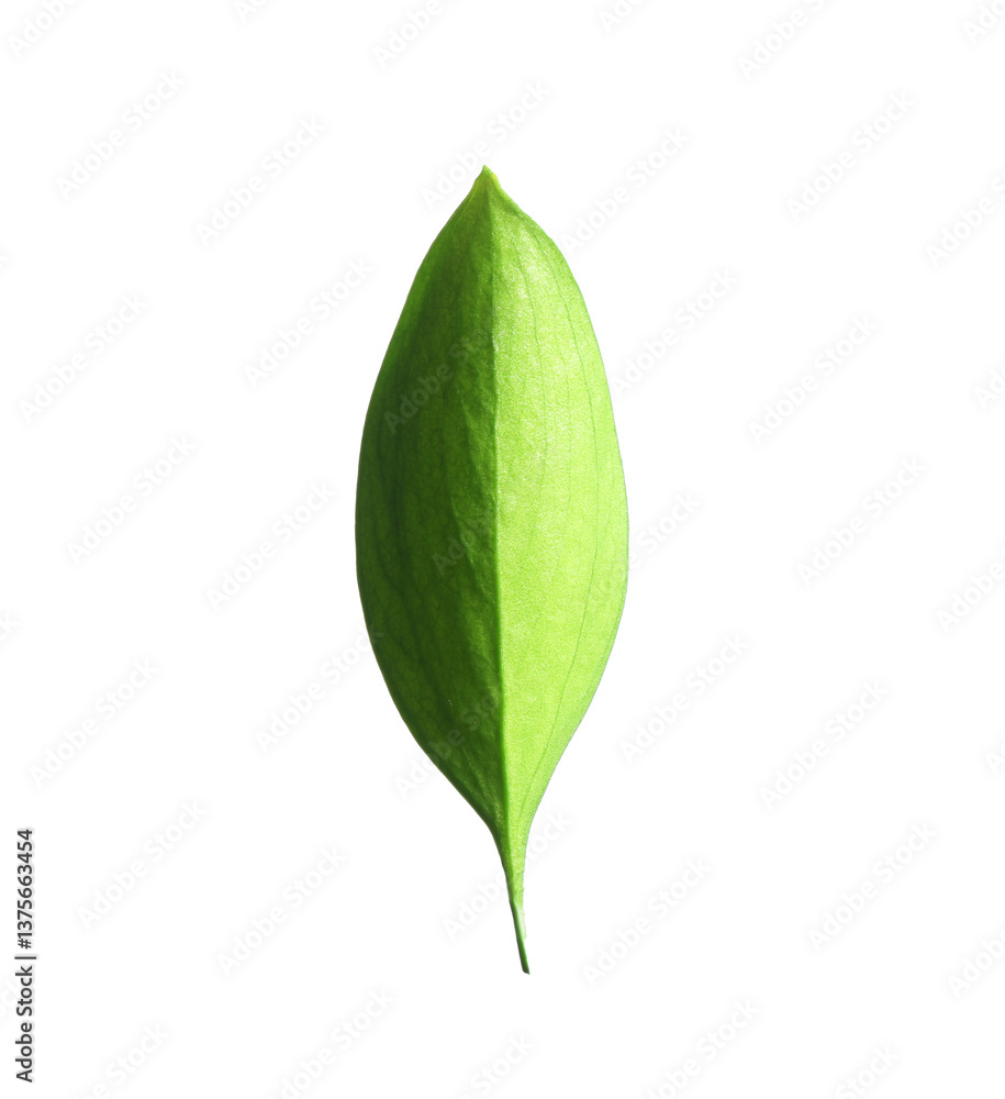 One fresh green Ruscus leaf isolated on white One fresh green Ruscus leaf isolated on white