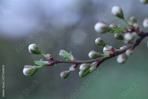 branch of a cherry tree