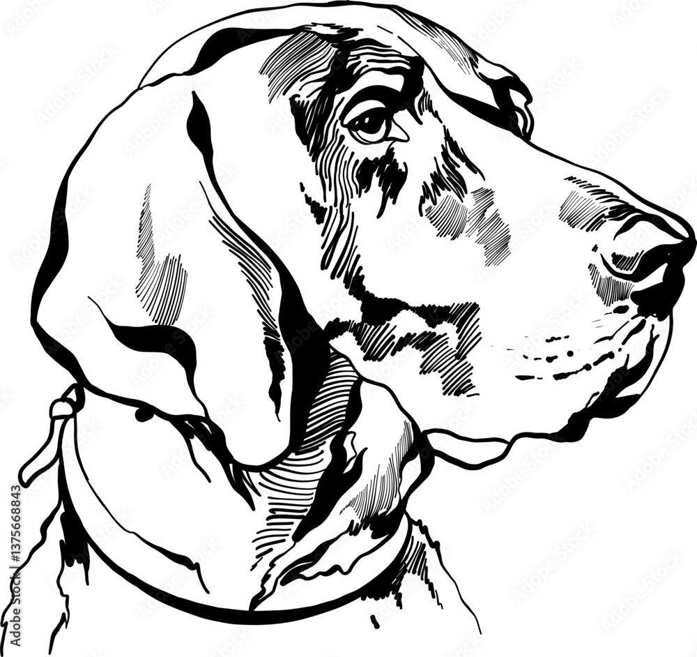Dog head illustration drawn with virtual pencil on white background. Dog head illustration drawn with virtual pencil on white background.