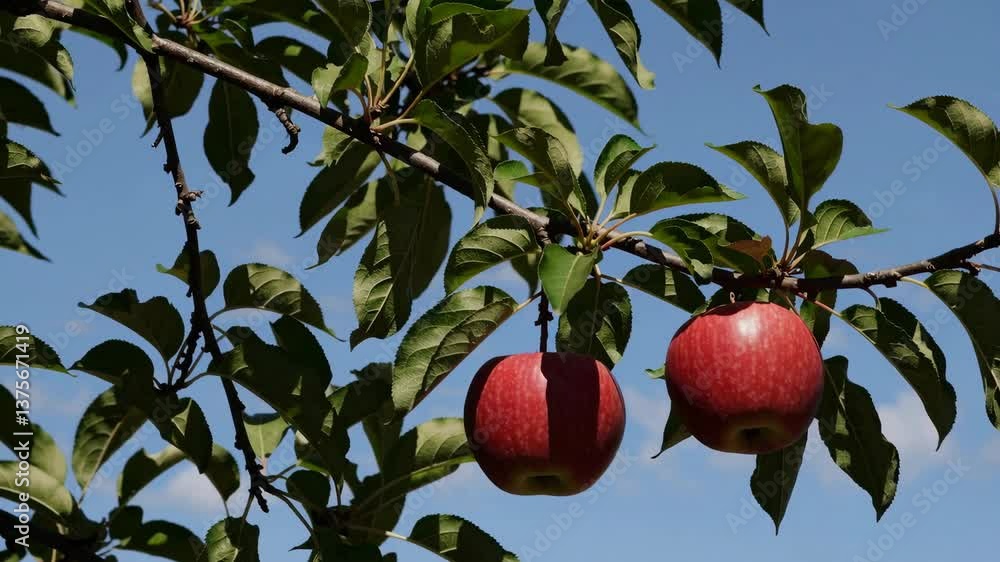 Red apples hanging from branch against blue sky