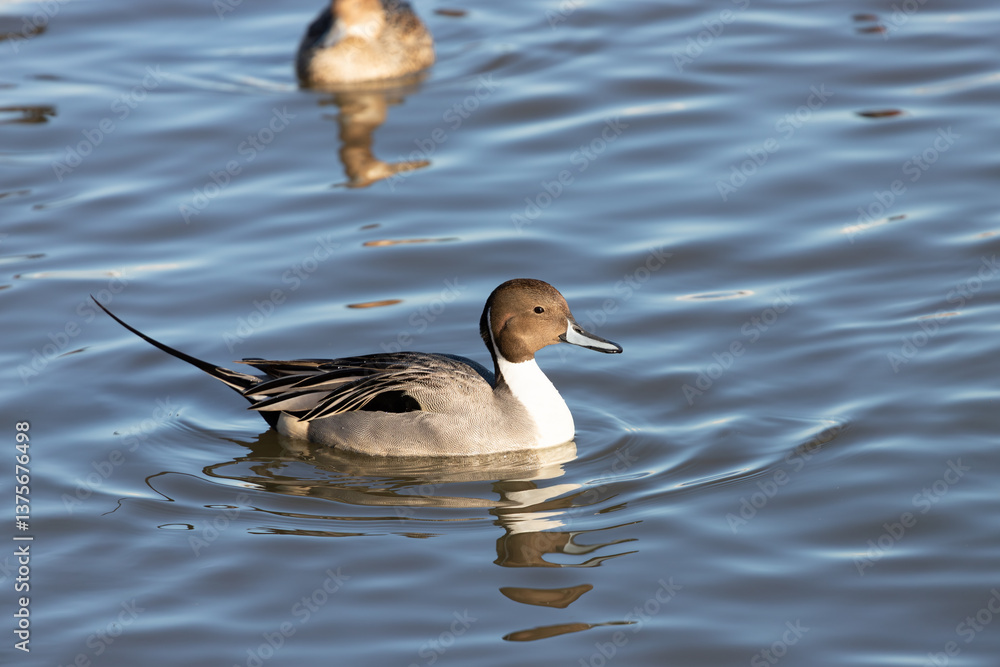 Male wild pintail (Anas acuta) wintering in Japan Male wild pintail (Anas acuta) wintering in Japan