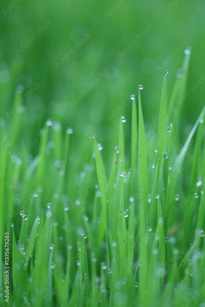 Obraz premium dew drops on grass