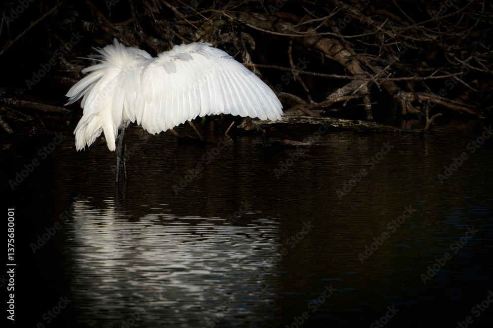 Great egret (Ardea alba) hunting with his wings in dark water, Venice Area Audubon Rookery, Florida, USA