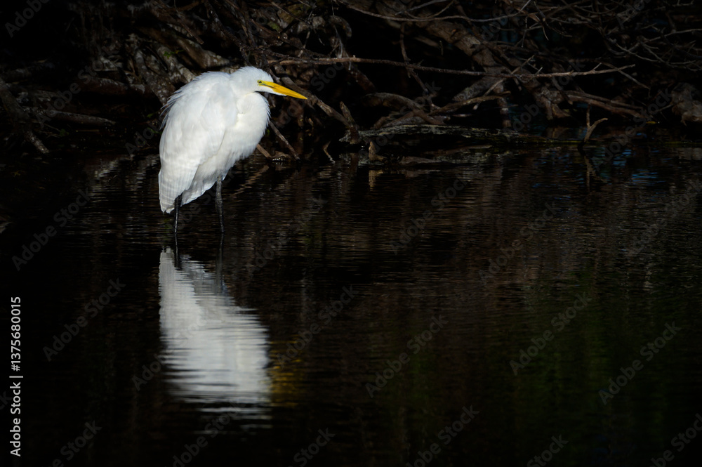 Naklejka premium Great egret (Ardea alba) standing in dark water, Venice Area Audubon Rookery, Florida, USA