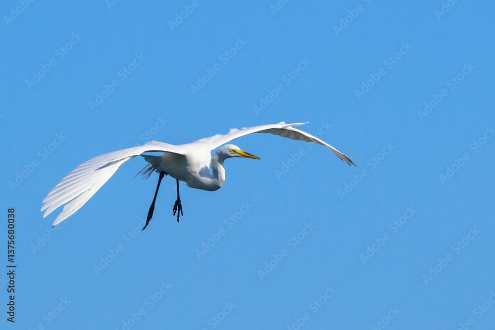 Great egret (Ardea alba) flying with blue sky, Venice Area Audubon Rookery, Florida, USA