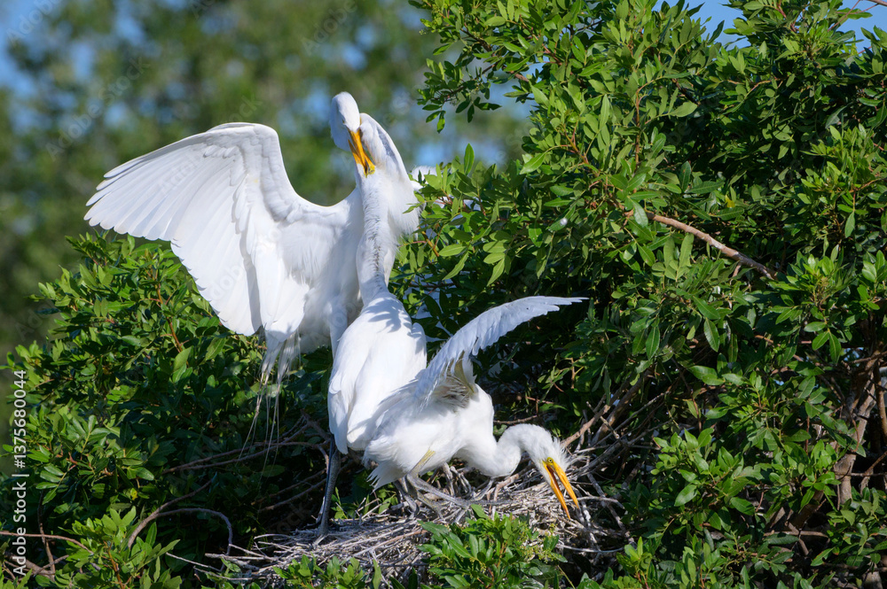 Great Egret (Ardea alba) feeding chicks in nest, Florida