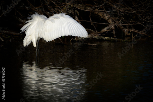 Obraz na płótnie Great egret (Ardea alba) hunting with his wings in dark water, Venice Area Audubon Rookery, Florida, USA w salonie