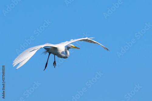 Obraz na płótnie Great egret (Ardea alba) flying with blue sky, Venice Area Audubon Rookery, Florida, USA w salonie
