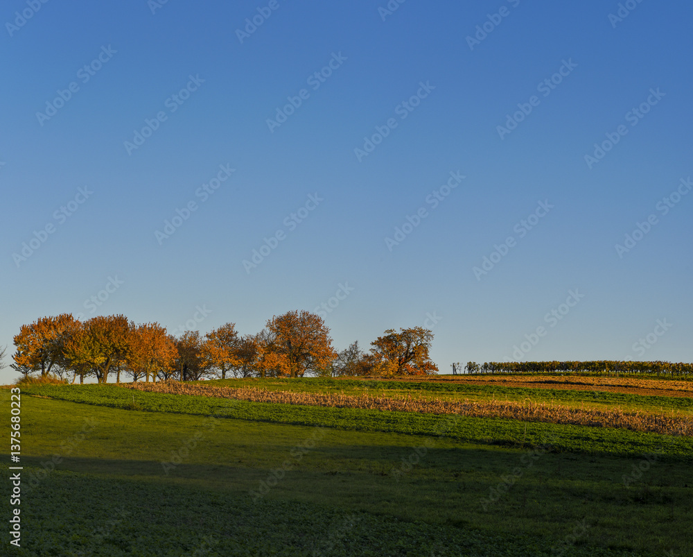 Kirschbaum, Rosalia, Bucklige Welt, NIederösterreich, Österrei