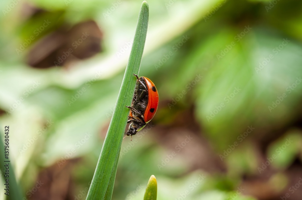 Fototapeta premium A bright ladybug with black spots is crawling up a slender blade of green grass.