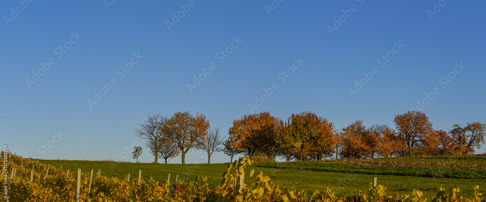 Kirschbaum, Rosalia, Bucklige Welt, NIederösterreich, Österrei