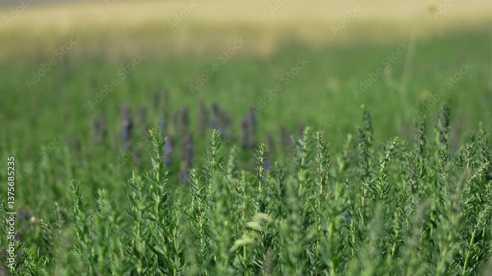 Green Field with Blurred Purple Flowers in the Background Green Field with Blurred Purple Flowers in the Background