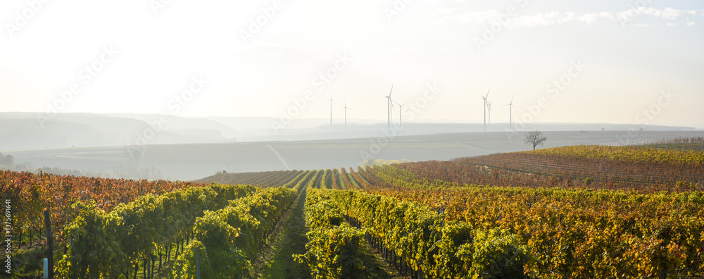 Weinbaugebiet Blaufränkisch Land, Deutschkreutz, Burgenland, Ö