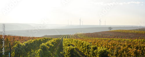 Obraz na płótnie Weinbaugebiet Blaufränkisch Land, Deutschkreutz, Burgenland, Ö w salonie