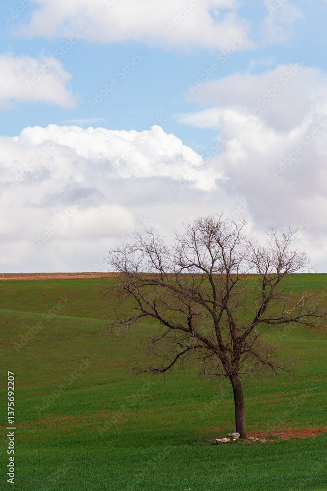 Obraz premium A lonely tree in the field against a cloudy sky.