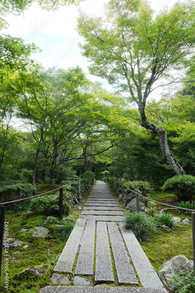 Obraz premium path in the woods