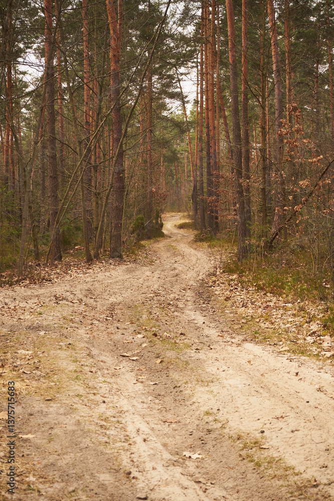 Fototapeta premium leśna droga,leśna ścieżka,las,drzewa,wiosna 