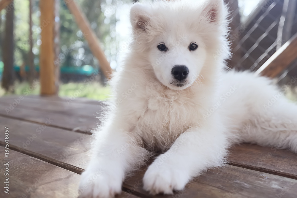 Fototapeta premium White dog, malamute husky puppy in a cage, dog kennel