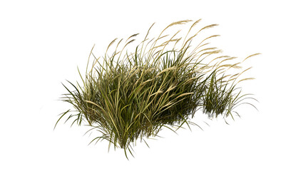 Green dry grass 3D render isolated on transparent background, PNG