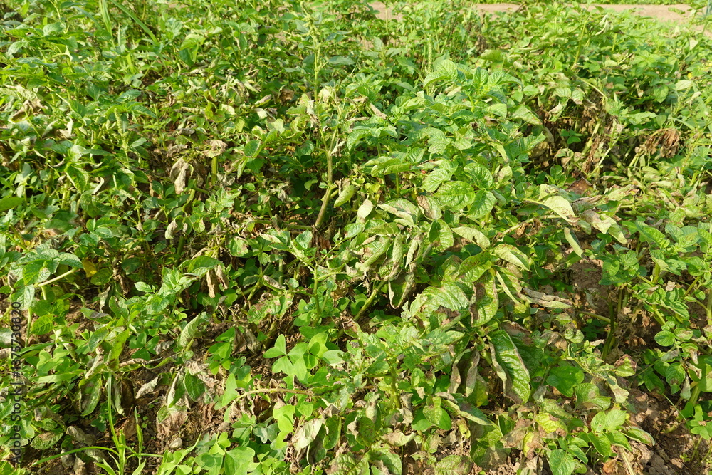 Bush with green leaves growing in park Bush with green leaves growing in park
