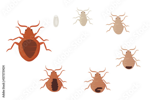 Bed Bugs Life Cycle Showing Different Stages of Development