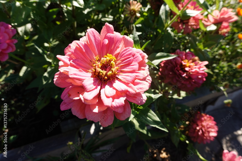 A pink flower with yellow center is in a garden A pink flower with yellow center is in a garden