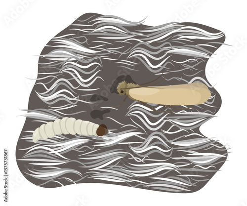 Clothes moth and larva eating wool, damaging textile fibers