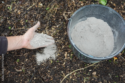 gardener spreads ash on top of soil to fertilize and add minerals. next to it a bucket full of wood ashes