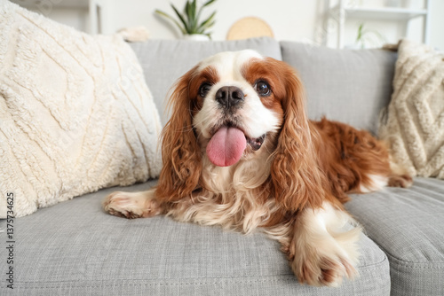 Canvastavla Cute cavalier King Charles spaniel lying on sofa at home