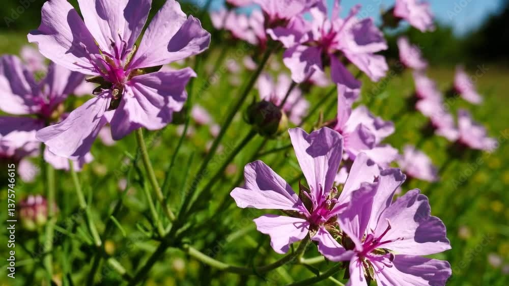 Purple poppy mallow flowers swaying in the wind Purple poppy mallow flowers swaying in the wind