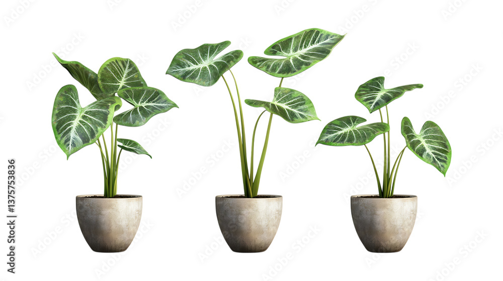Obraz premium Pack of Alocasia Plant in Pot set Against Transparent Background for Interior Decor, Botanical Branding, or Gardening Design Projects