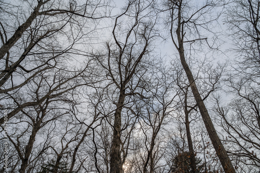 Tree branches silhouette over sky. Early spring. Wide angle lens. Tree branches silhouette over sky. Early spring. Wide angle lens.