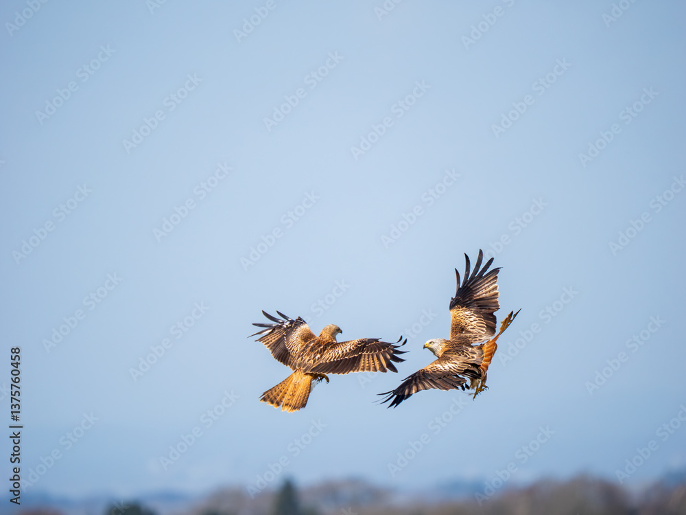 Two Red Kite Bird in Flight Passing